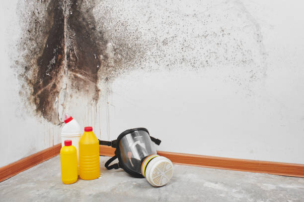 Best Attic Mold Removal  in South Pasadena, CA