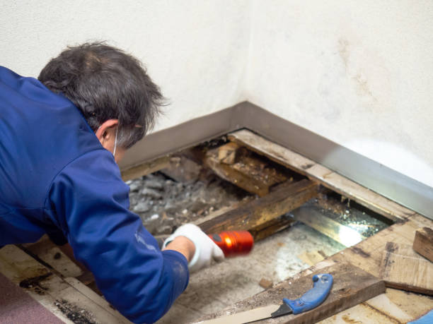 Best Fast Mold Removal  in South Pasadena, CA