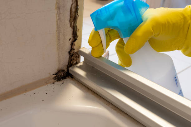 Best Mold Remediation  in South Pasadena, CA