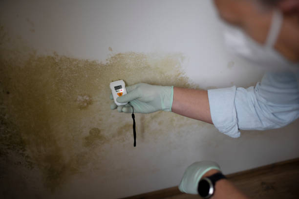Best Fast Mold Removal  in South Pasadena, CA