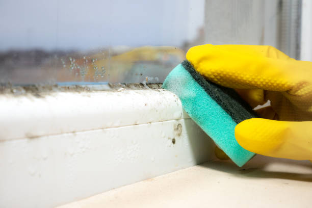 Best Crawl Space Mold Removal  in South Pasadena, CA