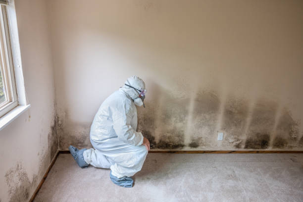 Best Commercial Mold Removal  in South Pasadena, CA