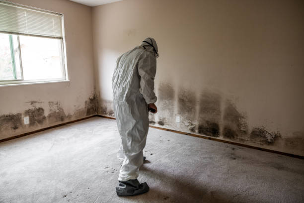 Best Mold Remediation Experts  in South Pasadena, CA