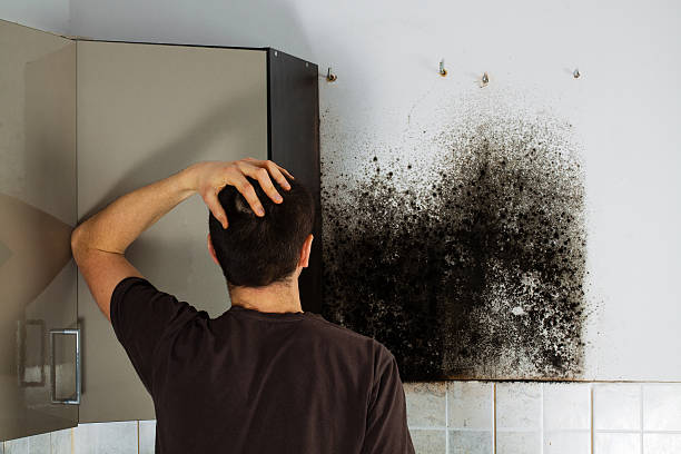 South Pasadena, CA Mold Removal Company