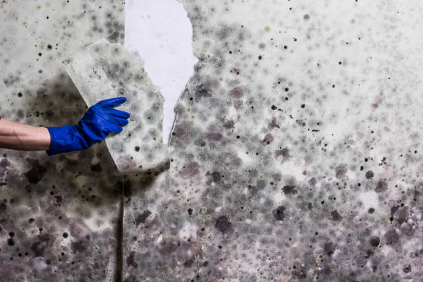 Best Toxic Mold Removal  in South Pasadena, CA