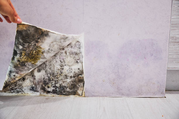 Best Certified Mold Removal  in South Pasadena, CA